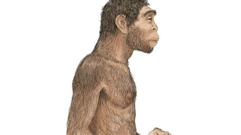 The Evolutionary Significance of the Homo erectus Mascot